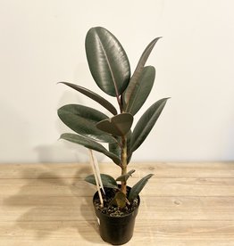 Ficus Elastica Abidjan 5"