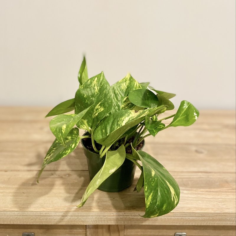 Pothos Golden 4"