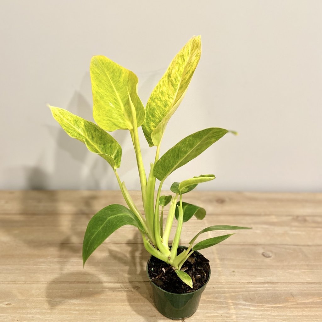 Philodendron Calkin's Gold 6"