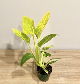 Philodendron Calkin's Gold 6"