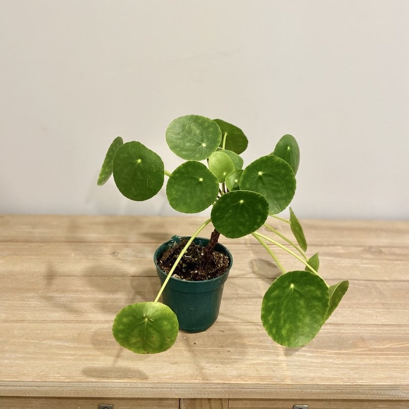 Pilea Peperomiodes 4"