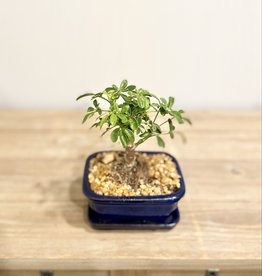 Bonsai Small