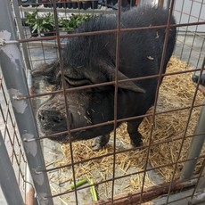 Event: Free Piggy Party. Saturday, January 28th, 11am-1pm.