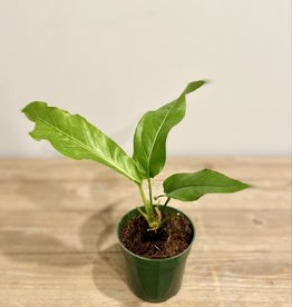 Anthurium Hookeri Variegated 6"