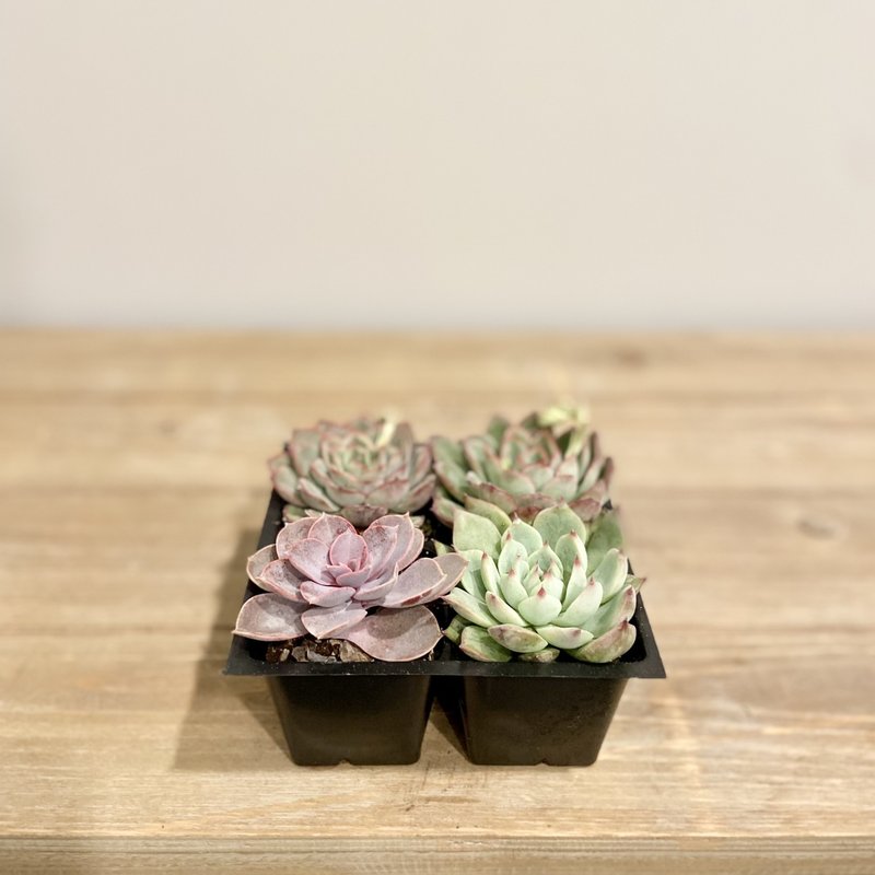 Succulent Mix 4 Pack