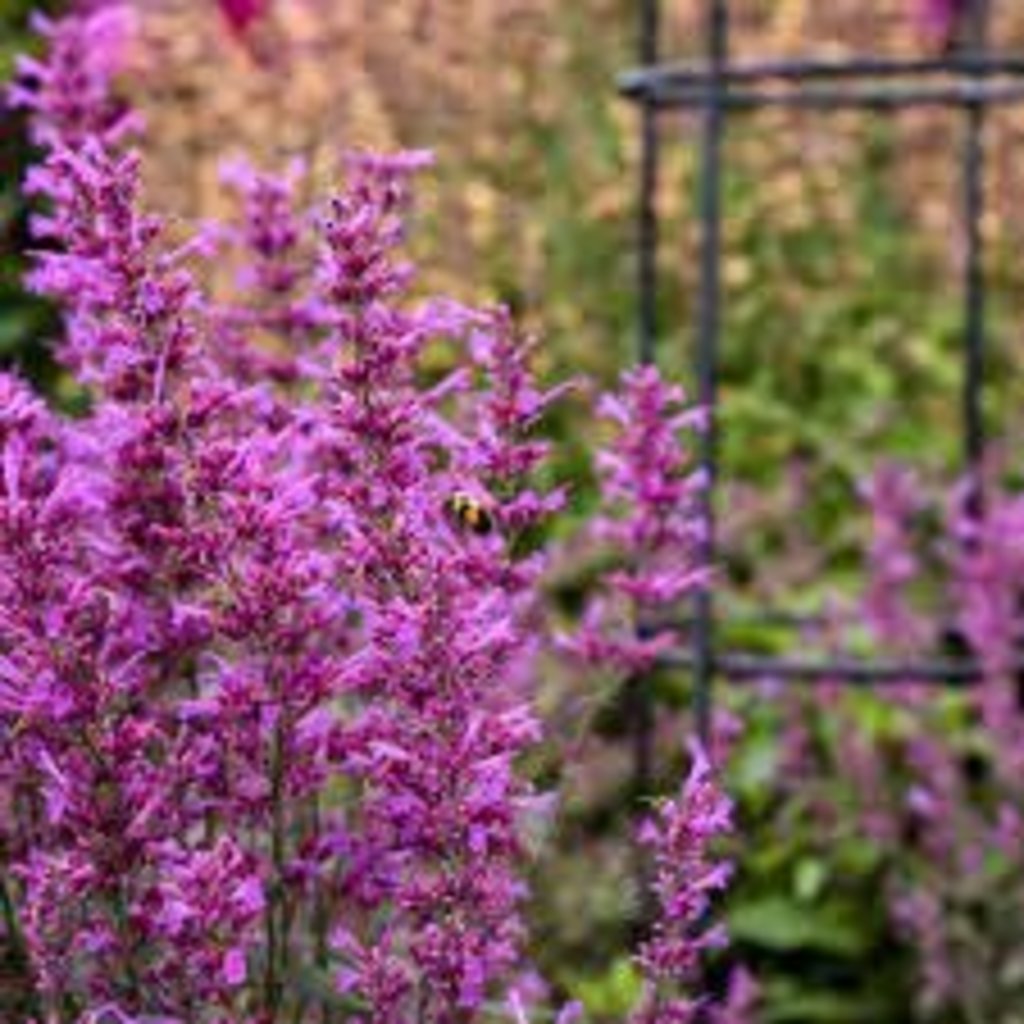 Agastache PW MTB Royal Raspberry 1