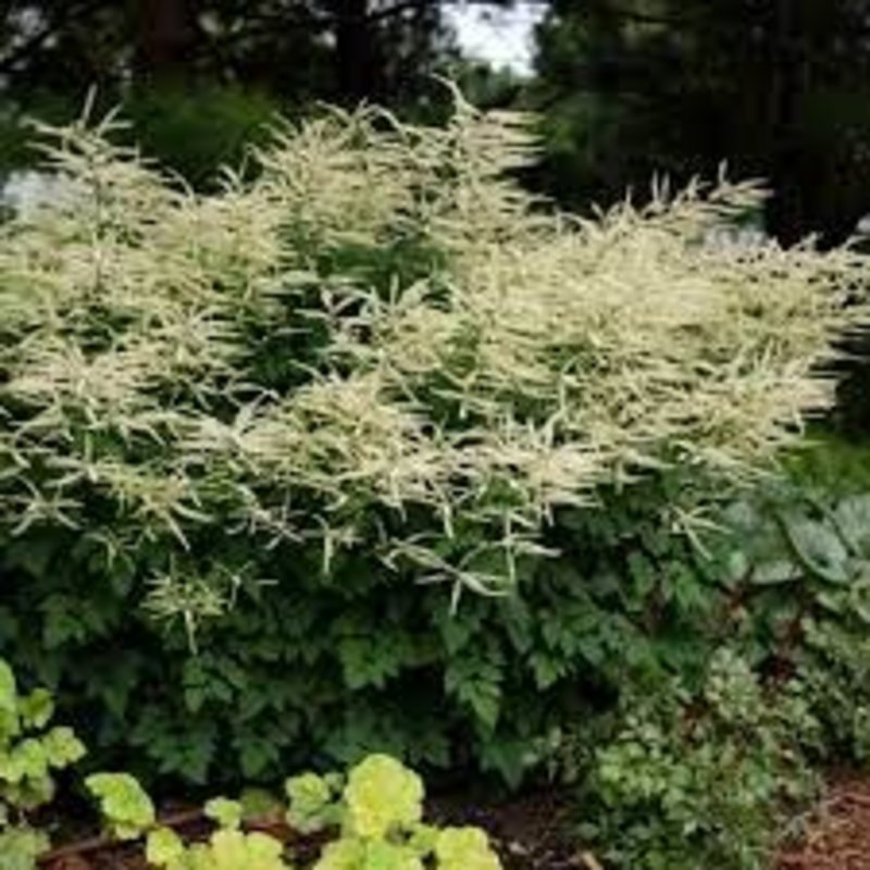 Aruncus Misty Lace Goat's Beard 1