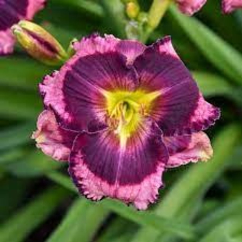 Hemerocallis PW Storm Shelter Daylily 1