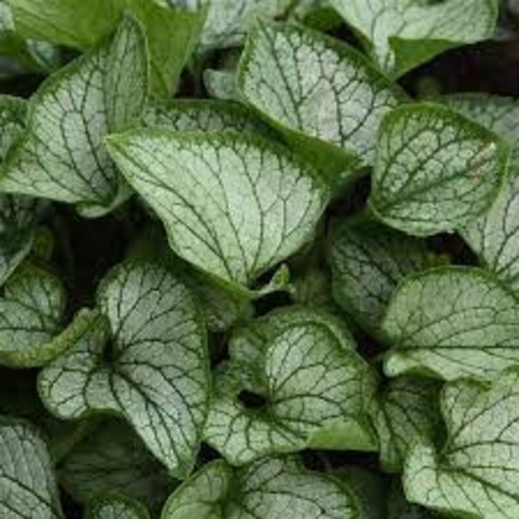 Brunnera Frostbite False Forget-Me-Not 1