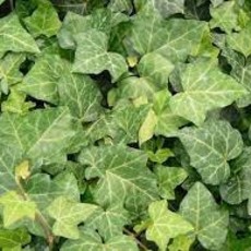 Hedera Baltic Ivy 4"