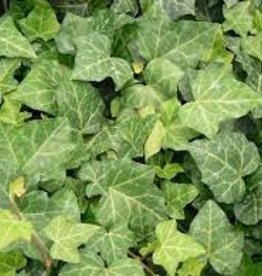 Hedera Baltic Ivy 4"