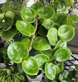 Hoya carnosa Chelsea 6"