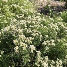 Pycnanthemum virginianum  Mountain Mint qt