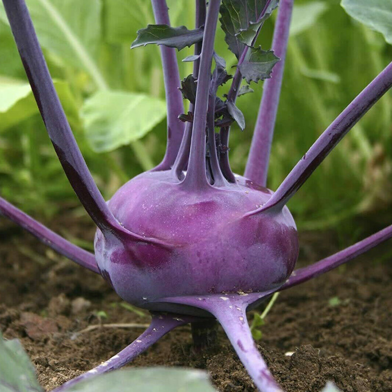 Purple Vienna Kohlrabi 4 Pack