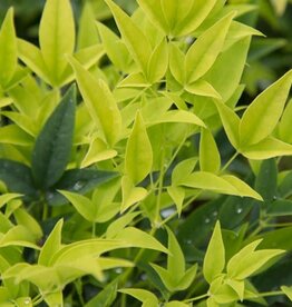 Nandina Lemon Lime 3