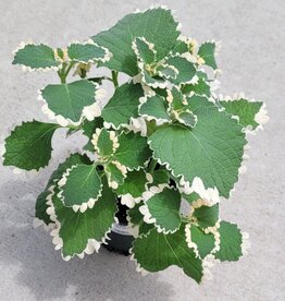 Plectranthus Upright Ciliatus White 4.5"