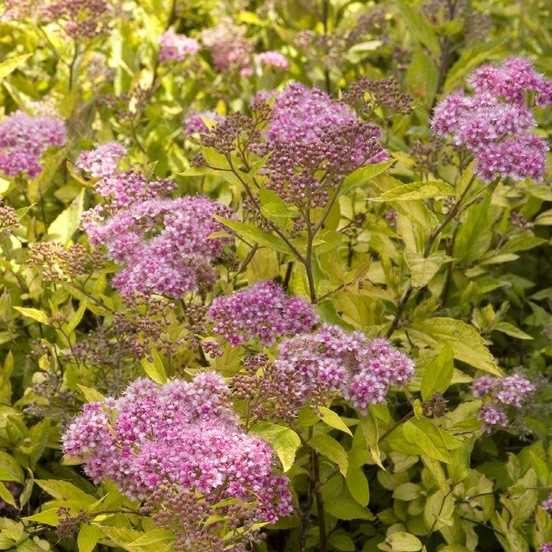 Spiraea Limemound 3