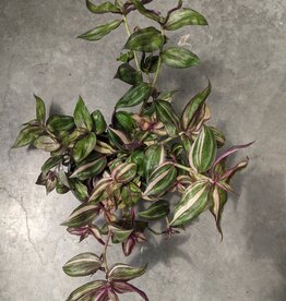 Tradescantia Exotic 4"