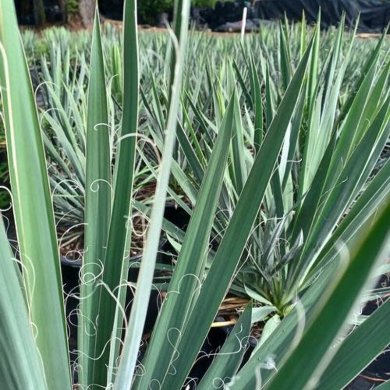 Yucca f Excalibur 3