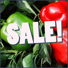Sale! Flat of 4" Peppers