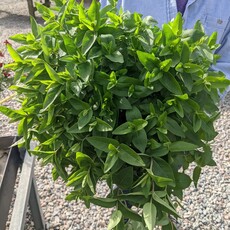 Pycnanthemum muticum Mountain Mint 1