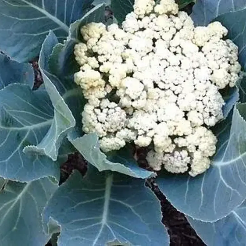 Snow Crown Cauliflower 4 Pack