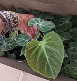 Philodendron El Choco Red 4"