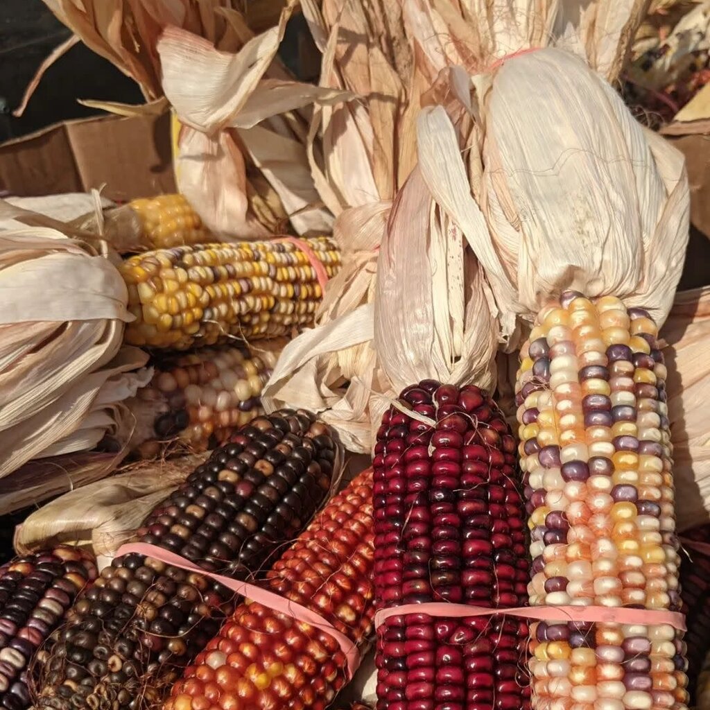 Indian Corn Small