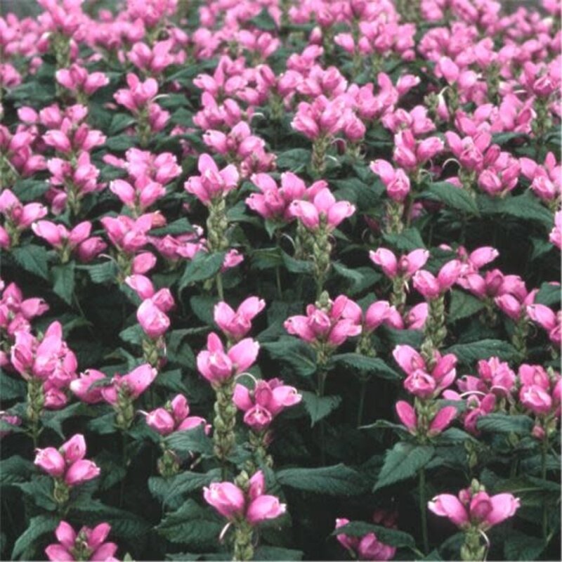 Chelone Hot Lips Turtlehead 1