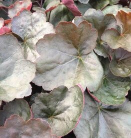 Heuchera Black Olive qt