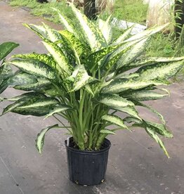 Dieffenbachia Panther 8"