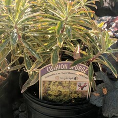 Euphorbia Ascot Rainbow qt
