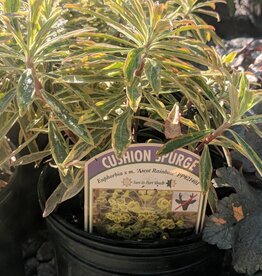 Euphorbia Ascot Rainbow qt