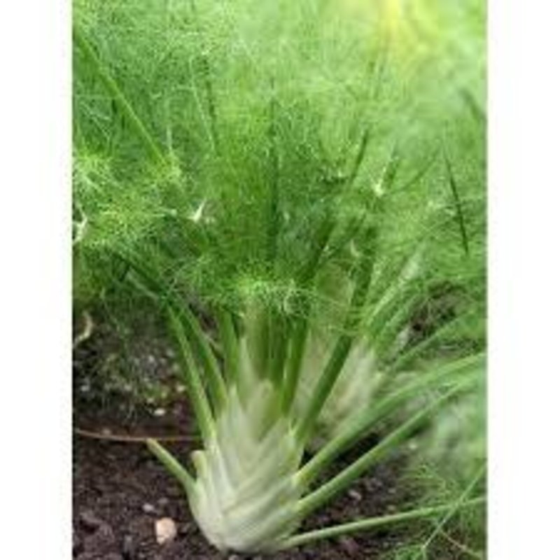 Fennel Sweet Green 4"