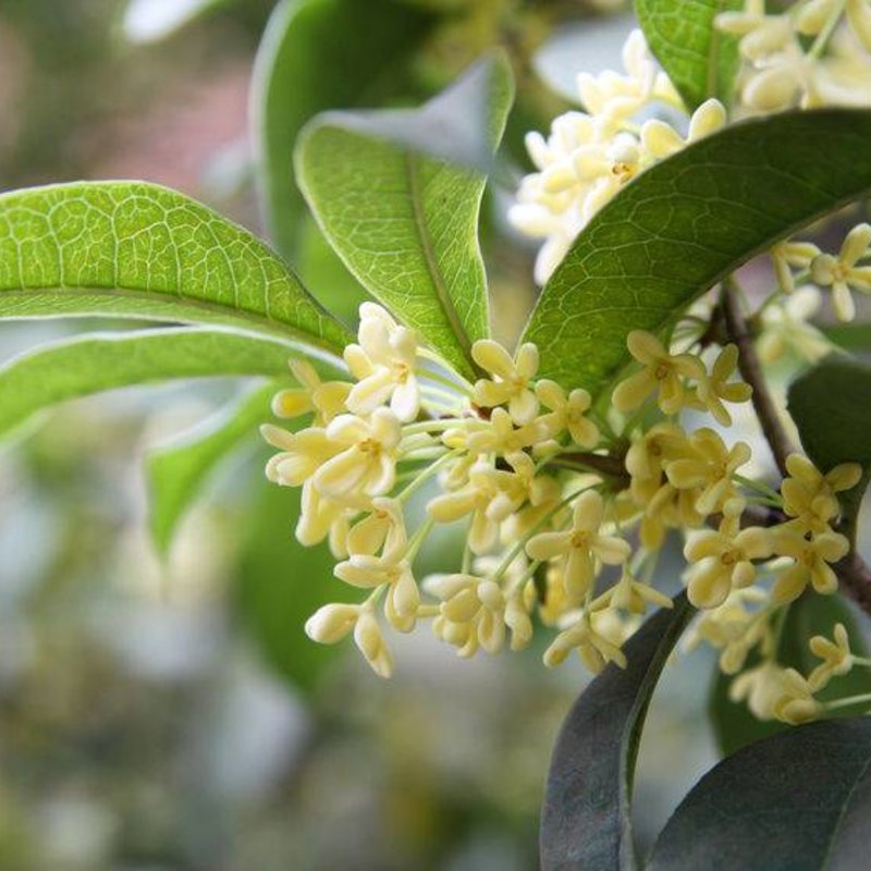 Osmanthus fragrans Tea Olive 3