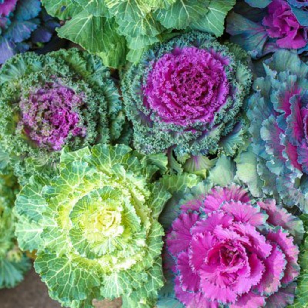 Ornamental Kale & Cabbage 6"