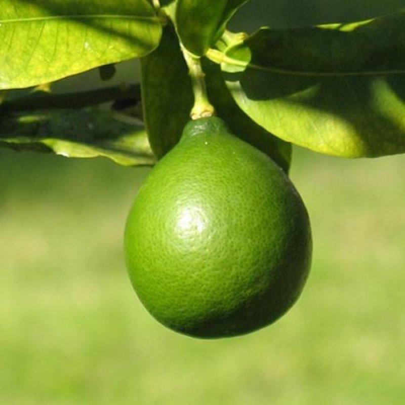 Citrus, Key Lime (Limequat) 3 Gal