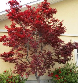 Acer palmatum Emperor 7