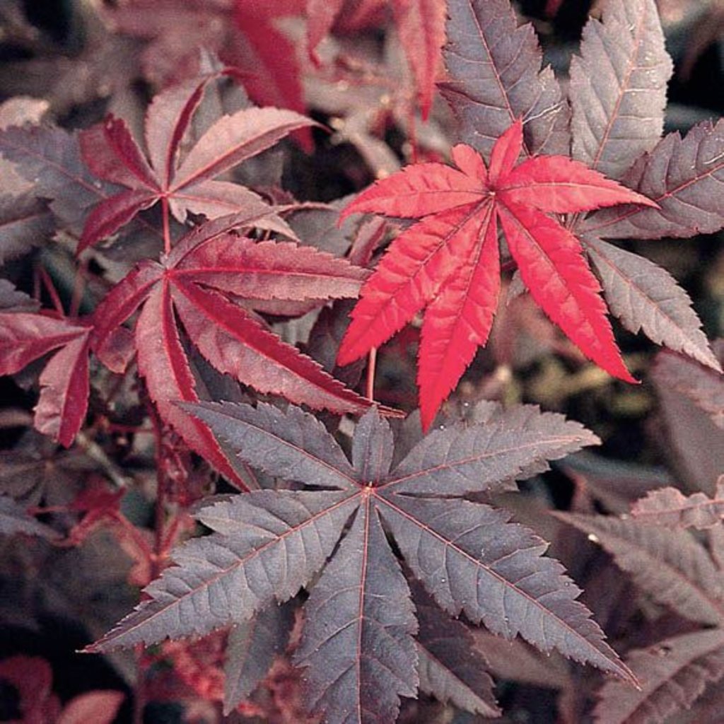 Acer palmatum Emperor 7