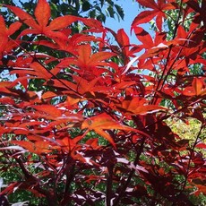 Acer palmatum Emperor 7