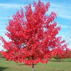 Acer rubrum October Glory 7