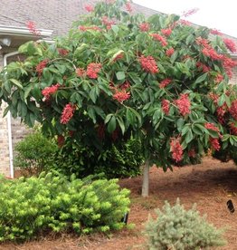 Aesculus x Carnea Fort McNair 5