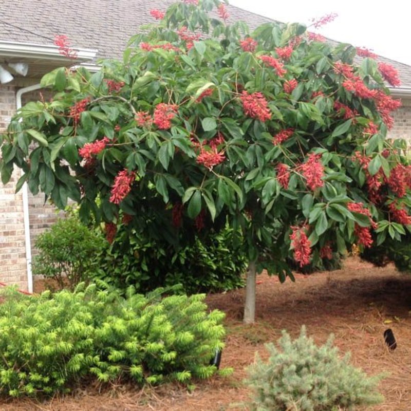 Aesculus x Carnea Fort McNair 5