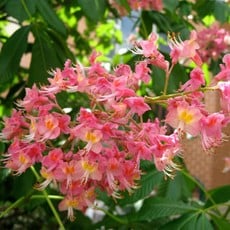 Aesculus x Carnea Fort McNair 5