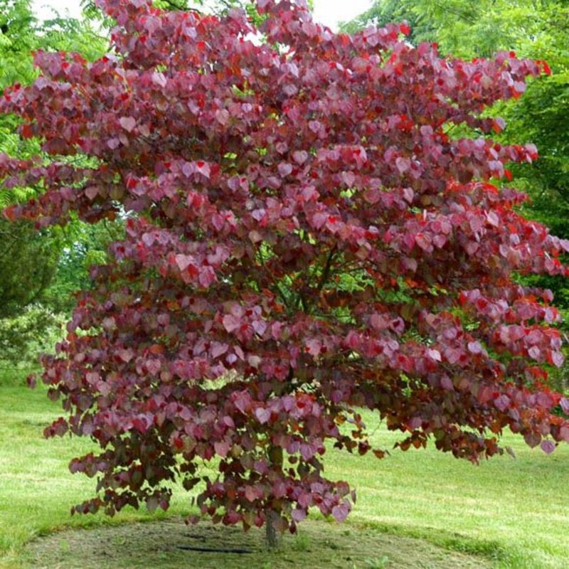 Cercis canadensis Forest Pansy Redbud 7