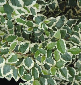 Ficus pumila Creeping Fig Variegata 4"