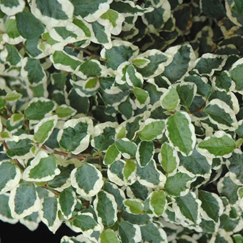 Ficus pumila Creeping Fig Variegata 4"