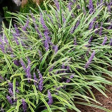 Liriope Variegated 1