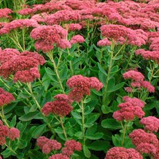 Sedum Autumn Joy qt