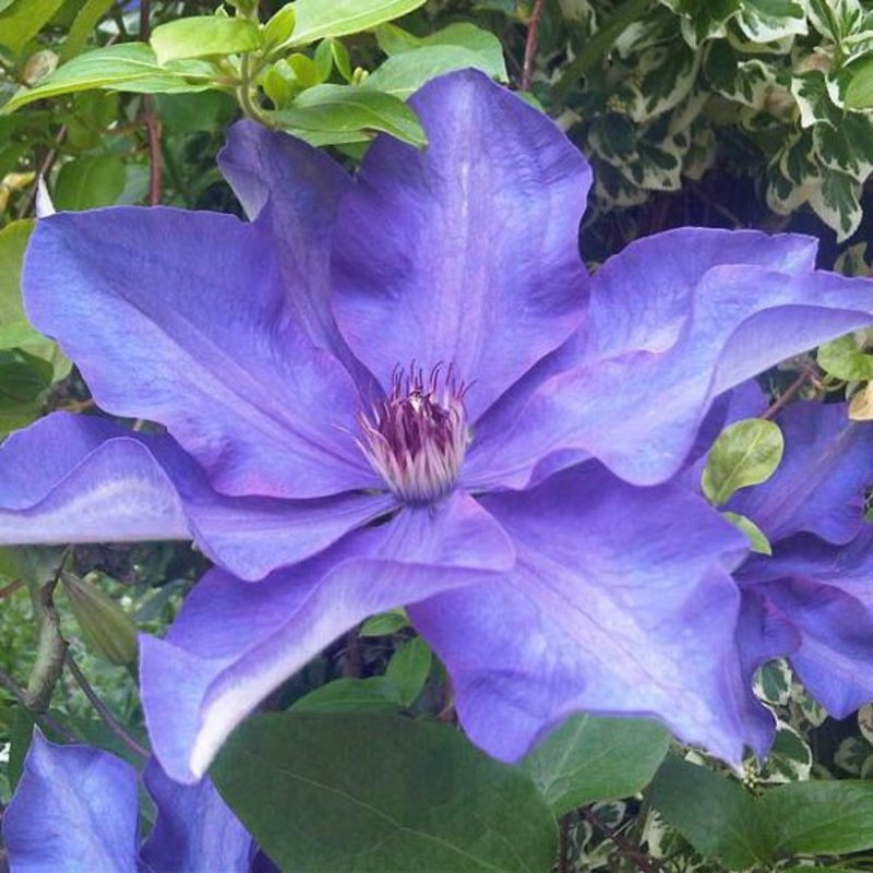 Clematis The President 1